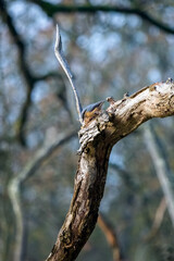 Nuthatch perched on a branch looking for insects to eat