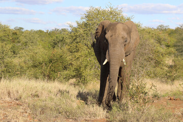 Fototapeta premium Afrikanischer Elefant / African elephant / Loxodonta africana