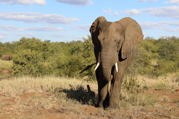 Afrikanischer Elefant / African elephant / Loxodonta africana