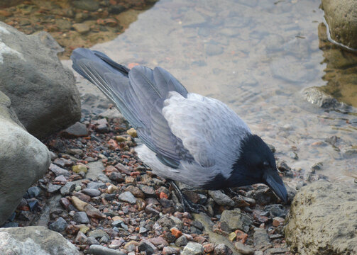 Crow