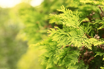 blurred natural background of green fir