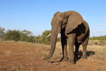 Fototapeta premium Afrikanischer Elefant / African elephant / Loxodonta africana