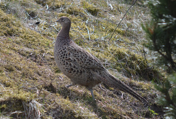 Common Pheasant