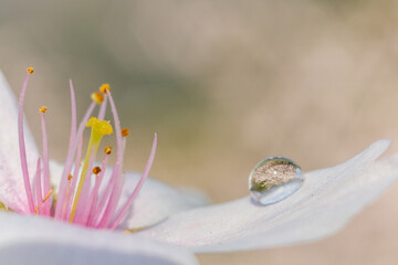 blooming cherry blossom in water drop on its petal in Japan