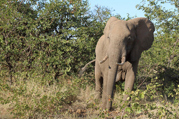 Obraz premium Afrikanischer Elefant / African elephant / Loxodonta africana
