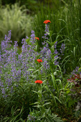Brilliant orange red maltese cross flower. also known as London cross and Jerusalem cross in a residential garden in Chicago contrasting nicely with the soft blue catmint