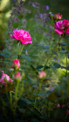 Beautiful vivid bright pink knockout roses in a residential garden.