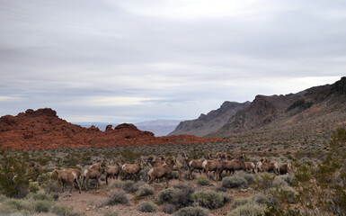 Herd of Bighorn Sheeps near the road to Valley of Fire State Park, Nevada, US