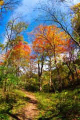 Fototapeta premium 단풍