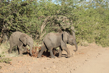 Afrikanischer Elefant / African elephant / Loxodonta africana.