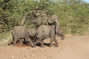 Fototapeta premium Afrikanischer Elefant / African elephant / Loxodonta africana.