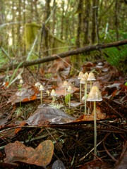Mushrooms in autumn sunlight on forest floor