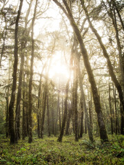 Fototapeta premium Morning autumn sun glow in Oregon forest