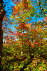 Obraz premium 단풍