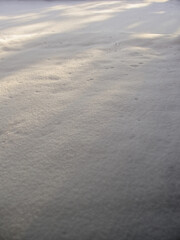 Minimal snowy winter forest floor and sunbeams