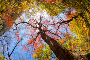 Obraz premium 단풍