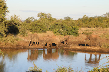 Obraz premium Afrikanischer Elefant / African elephant / Loxodonta africana
