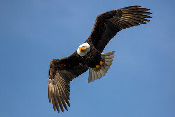 Bald Eagle in flight.  Coeur d' Alene Idaho