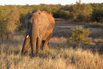 Afrikanischer Elefant / African elephant / Loxodonta africana