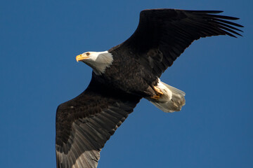 Bald Eagle in flight, Coeur d' Alene Idaho