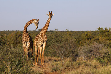 Giraffe / Giraffe / Giraffa Camelopardalis