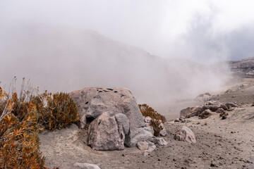 vegetación en nevado con ambiente neblinoso