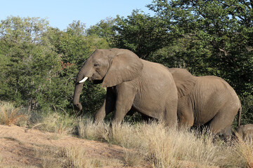 Afrikanischer Elefant / African elephant / Loxodonta africana