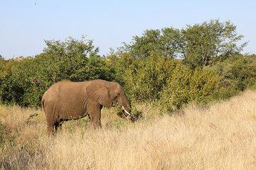 Fototapeta premium Afrikanischer Elefant / African elephant / Loxodonta africana
