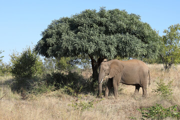 Naklejka premium Afrikanischer Elefant / African elephant / Loxodonta africana
