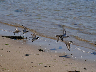 Bécasseaux violet  du rivage