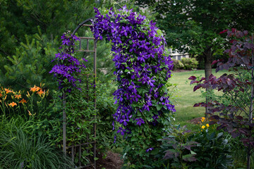 A spectacular purple clematis, jackamani, in full bloom in July is the focal point of this impressionistic garden - obrazy, fototapety, plakaty