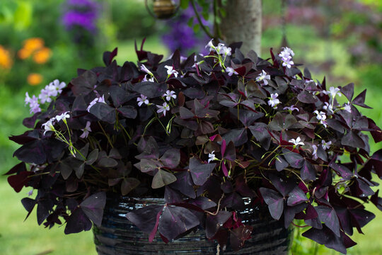 Bountiful purple oxalis triangularis, shamrocks,  is the focal point of this summer patio garden
