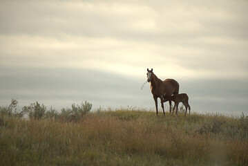 Wild Horses, mare and foal