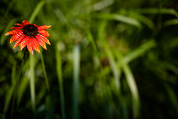 Echinacea, Cheyenne Spirit, a vivid orange coneflower with slender petals highlighted on a dark background. 