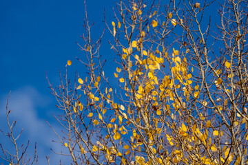 Selective focus on few yellow aspen leaves against blue sky, useful for backgrounds
