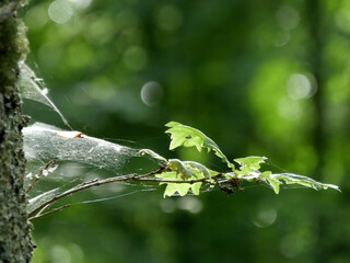 toile d'araignée sur petit chêne