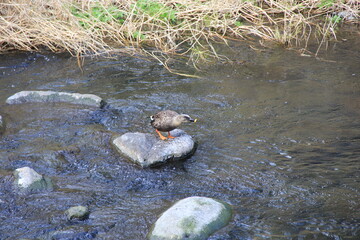 川から出た石の上で、羽から水を払うために勢いよく首を振り回すカルガモ