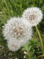 Fototapeta premium dandelion on green background