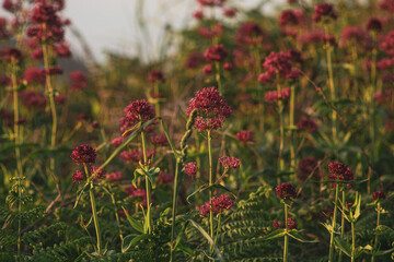 Set of red flowers in a meadow with sunset light