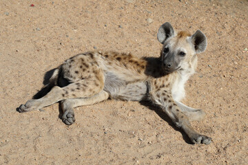 Tüpfelhyäne / Spotted Hyaena / Crocuta crocuta.