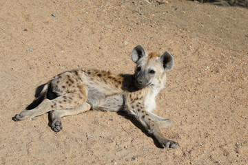 Obraz premium Tüpfelhyäne / Spotted Hyaena / Crocuta crocuta.