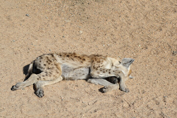 Tüpfelhyäne / Spotted Hyaena / Crocuta crocuta.