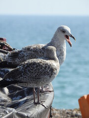 Seagulls on the edge of the boat