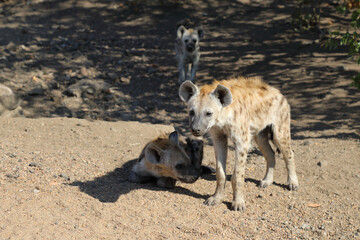 Fototapeta premium Tüpfelhyäne / Spotted Hyaena / Crocuta crocuta.