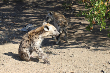 Tüpfelhyäne / Spotted Hyaena / Crocuta crocuta.