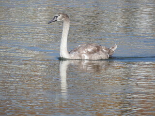 Fototapeta premium Gray swan on the water