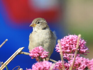 Sparrow on twigs