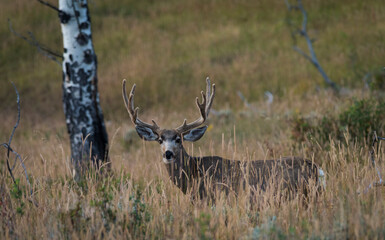 mule deer buck in field near aspen tree
