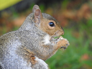 The squirrel's head is eating a nut