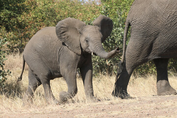 Fototapeta premium Afrikanischer Elefant / African elephant / Loxodonta africana.